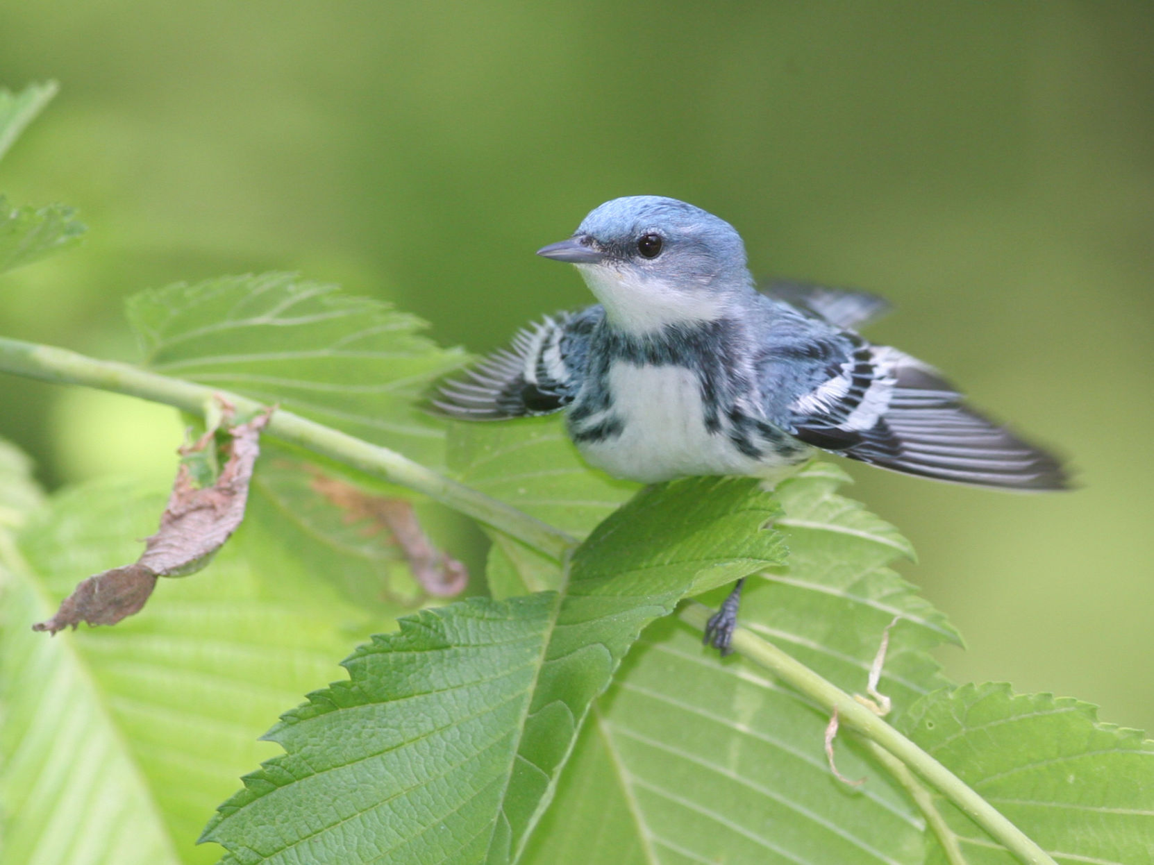Cerulean Warbler